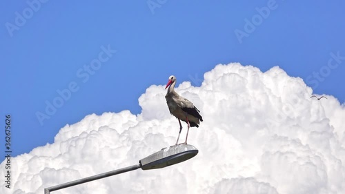 Stork Perched On Lamppost. This clip shows a stork perched on a lamppost with white clouds behind it.