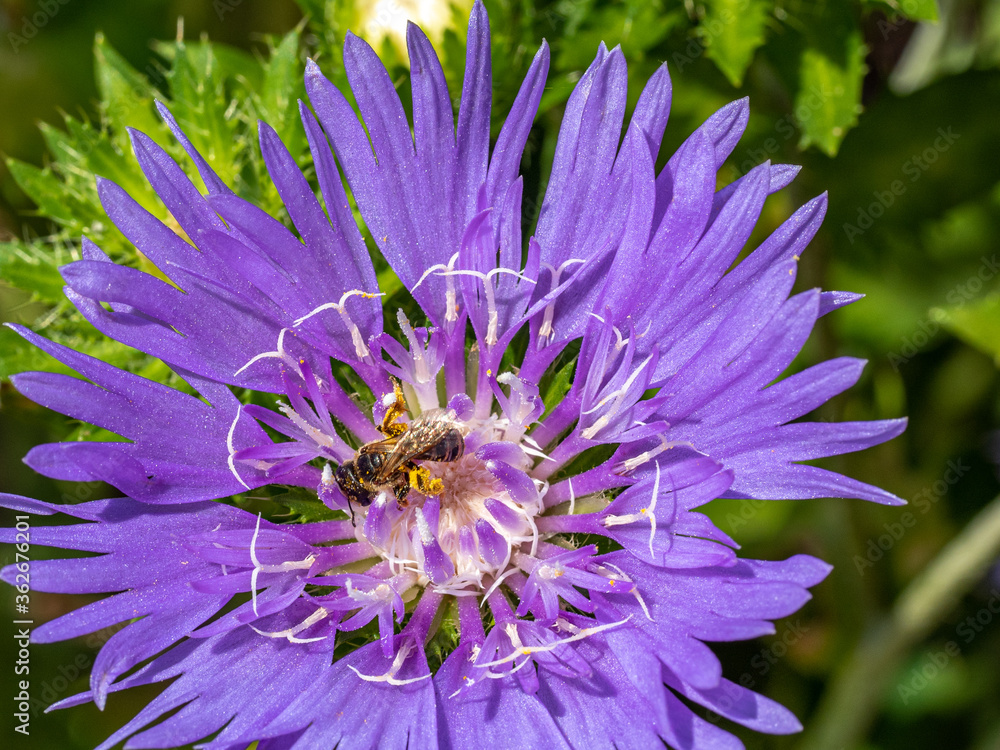 Obraz premium Close up of tiny sweat bee female with pollen on hind legs.