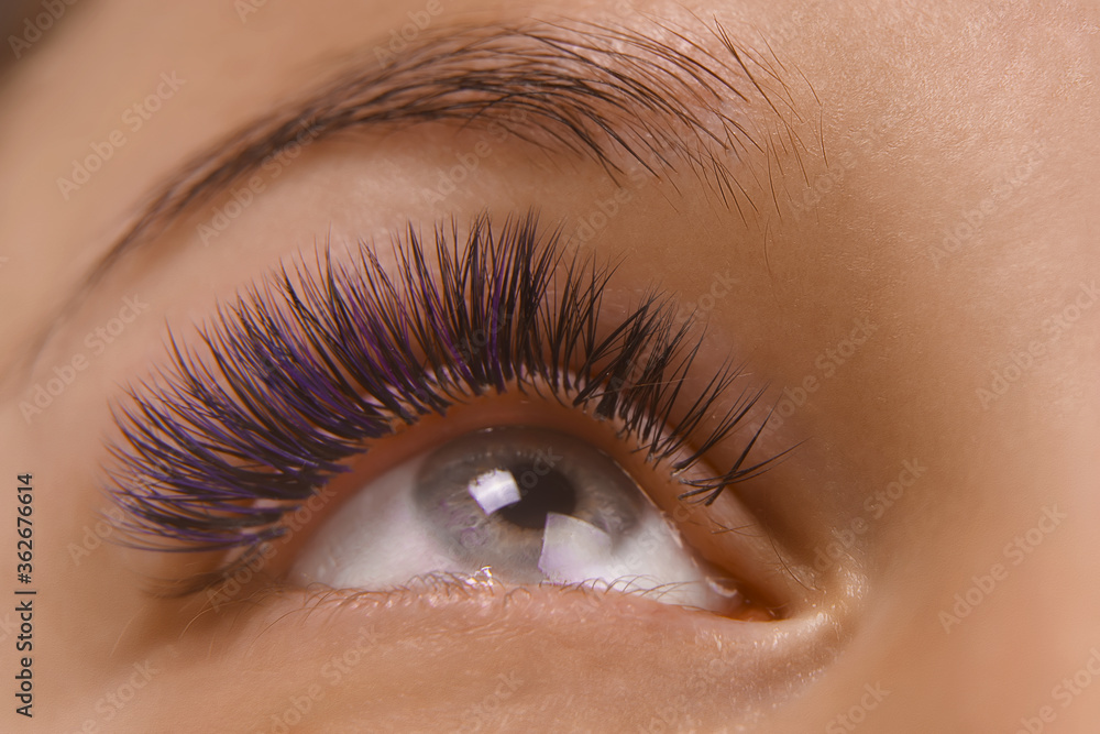 Fototapeta premium Eyelash Extension Procedure. Close up view of beautiful female eye with long eyelashes, smooth healthy skin.