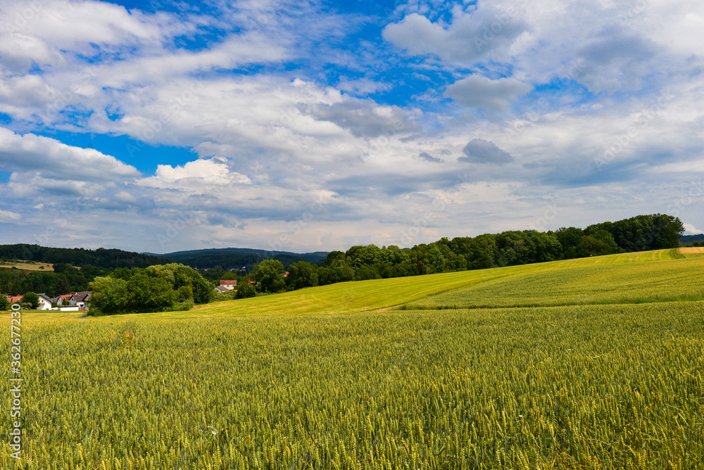 Kornfeld in Freigericht im Main-Kinzig-Kreis (Hessen)	