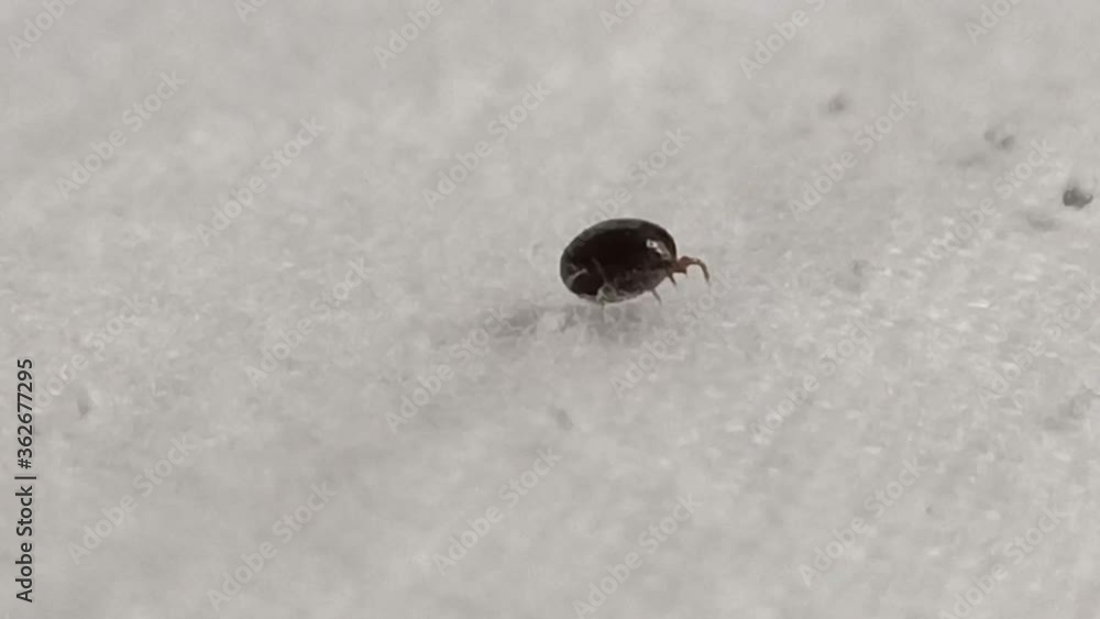 tick with blood in it tick with blood in it