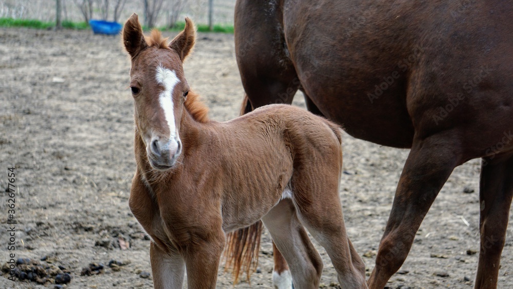 Fototapeta premium foal and mother