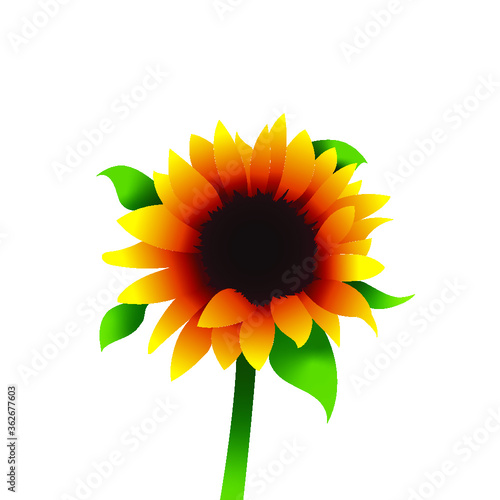 Girasol ilustrado en vectores Sin delineado