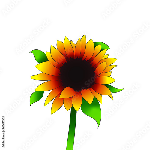 Girasol Ilustrado en vectores con delineado