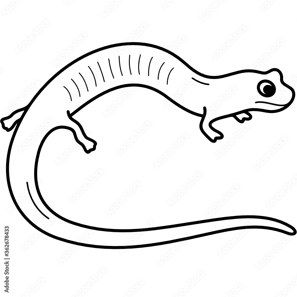 Red Hills Salamander Red Hills Salamander