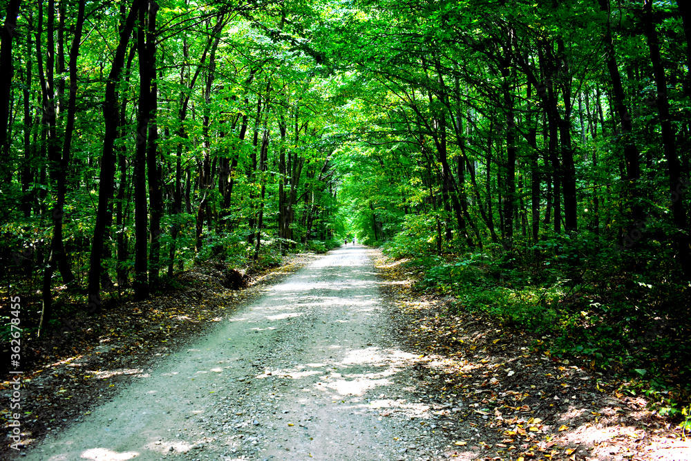 path in the forest path in the forest