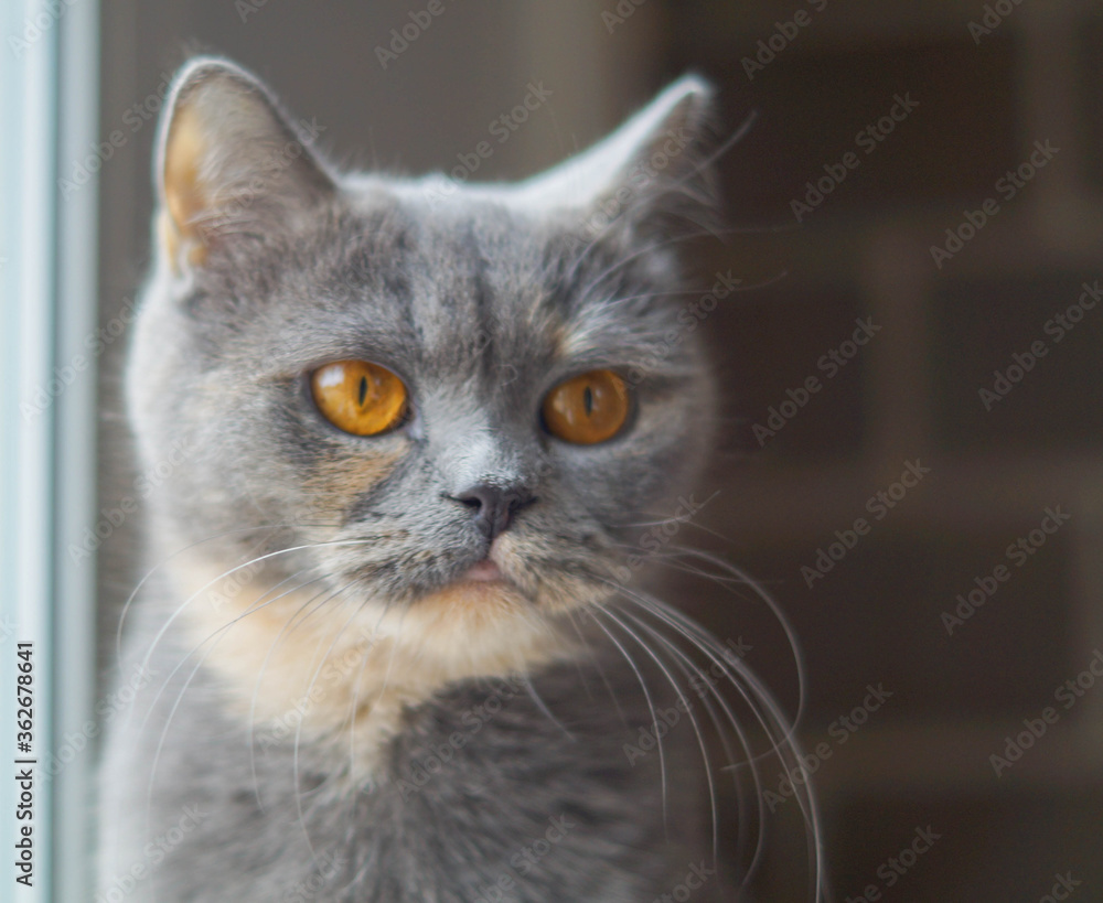 head of cute scotish gray cat and looking to side