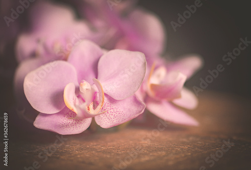 Orchideenblüten in rosa pink mit Freiraum 