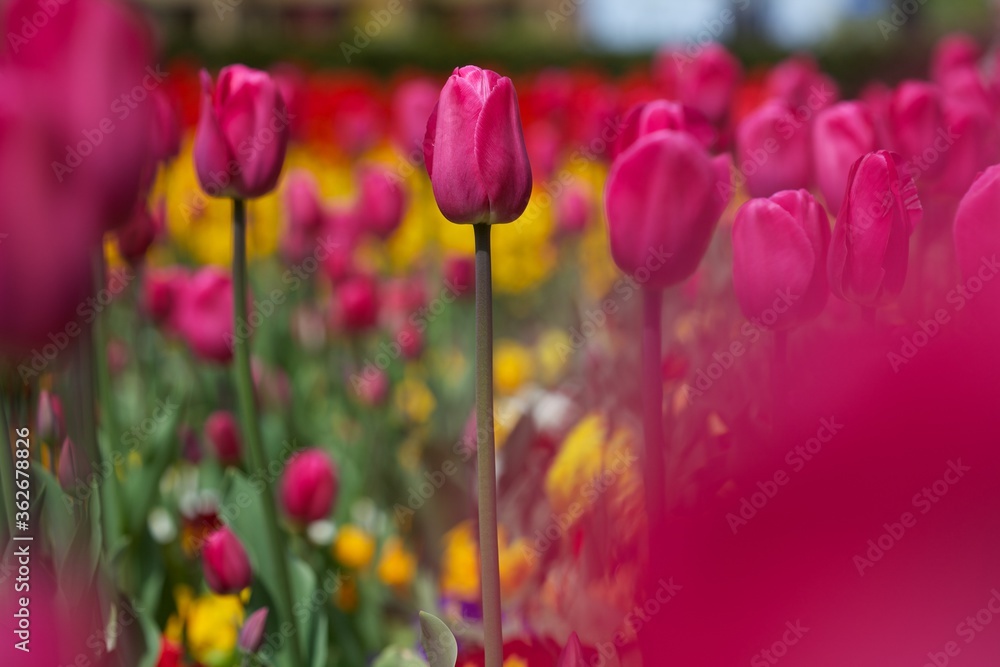 Focus on a pink tulip in a bed of other coloured flowers