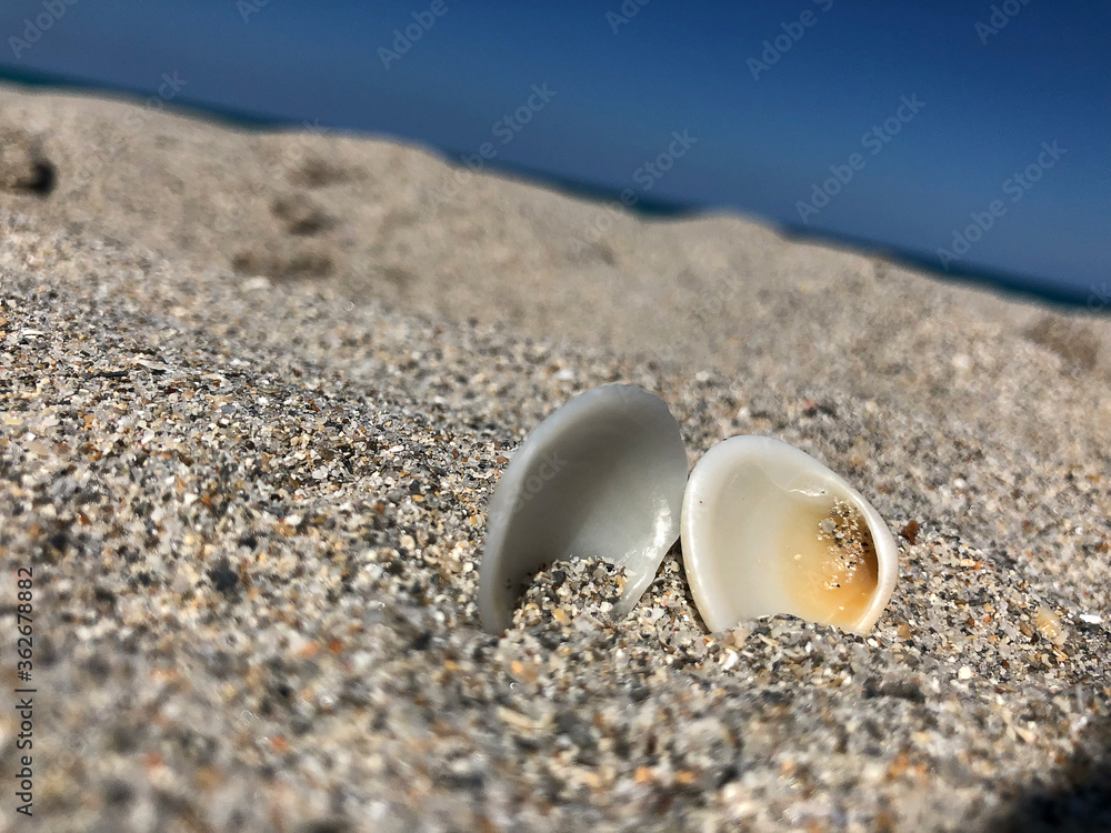 Shell S1 Shell S1