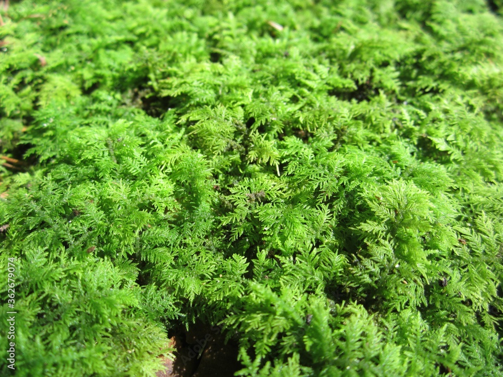Healthy green Moss