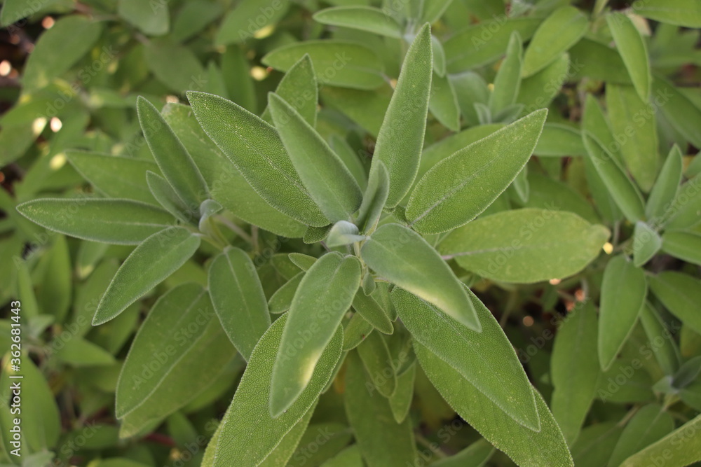 Plakat Sage (Salvia officinalis) , a medicinal plant, also called medicinal herb. Sage is an aromatic plant