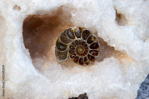 Fototapeta Ammonite in clear fluorite 