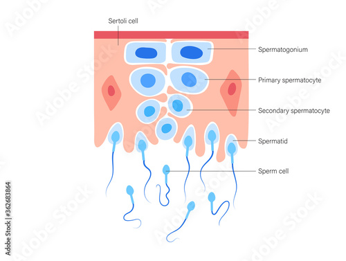 Reproductive system concept