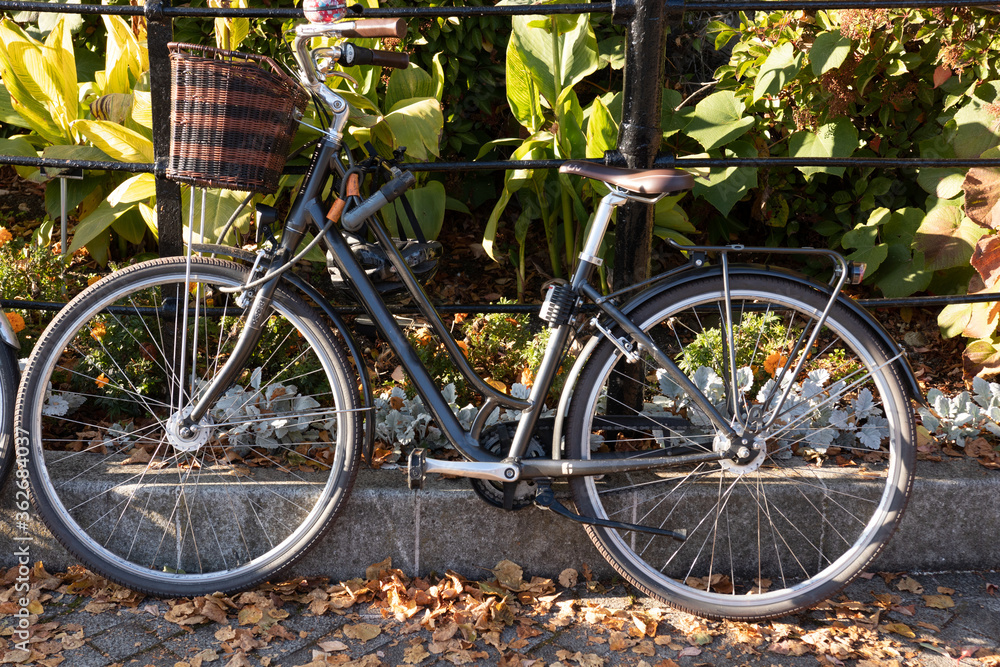 Black vintage city bicycle with basket surrounded by autumn leaves in sunny day