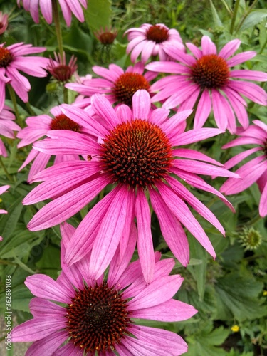 A group of pink echinacea flowers in the garden