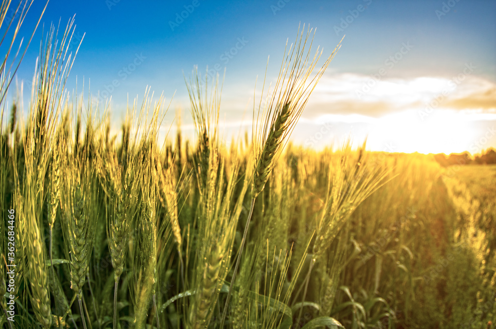 Sunshin and wheat fields. Sunshin and wheat fields.