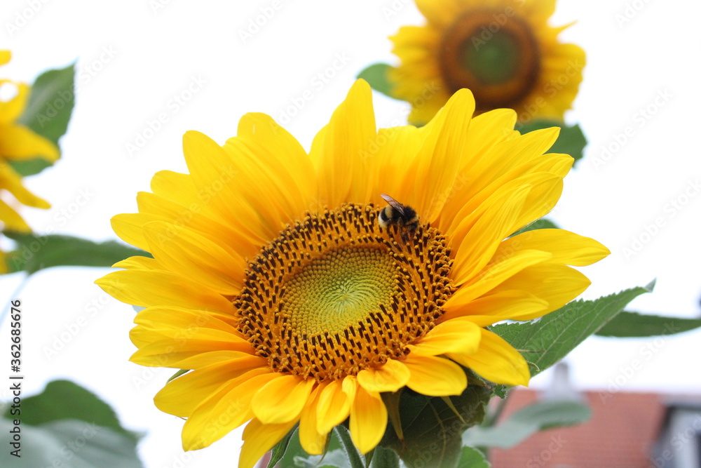 Naklejka premium sunflower on a white