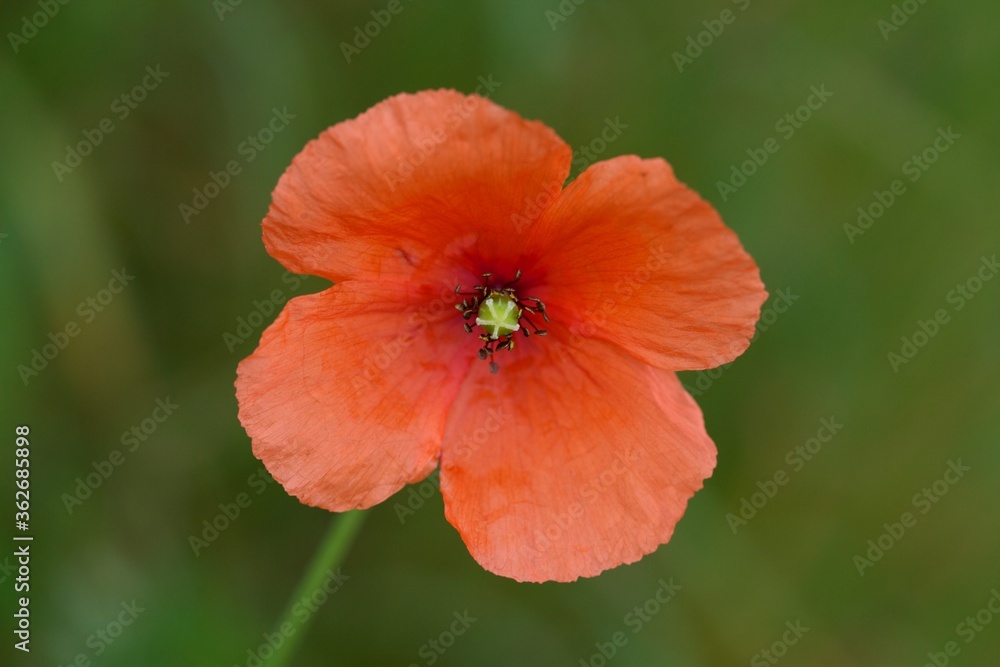 Close up of a single orange flower in a field, Close up of a single orange flower in a field,