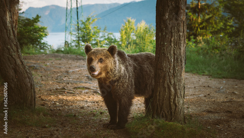 European Brown Bear in a forest landscape. Cute forest animals.