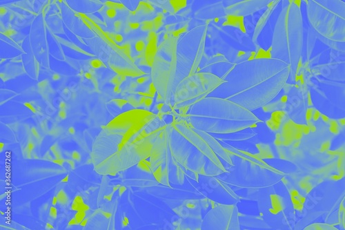 Floral background, green blue abstract background with ficus leaves pattern