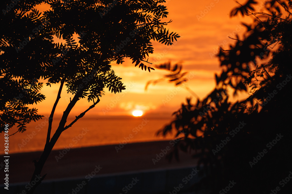 Sunset river horizon silhouette rowan branch landscape. River sunset horizon. Sunset river panorama. Sunset river horizon silhouette rowan branch landscape. River sunset horizon. Sunset river panorama.