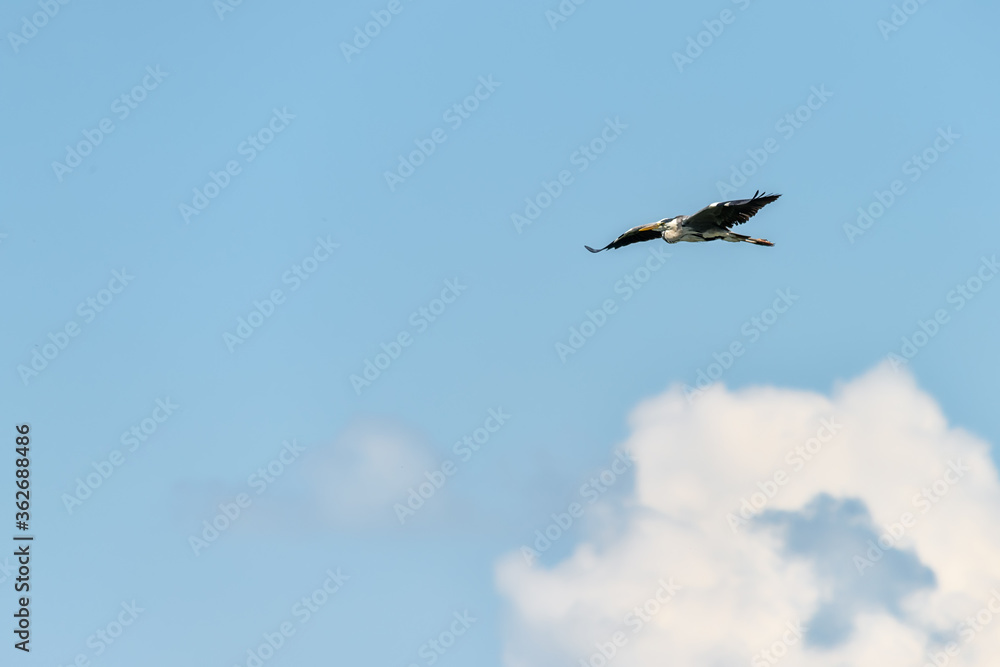 A Great Blue Heron Flying. A beautifully large wading bird flying high through the sky. A Great Blue Heron Flying. A beautifully large wading bird flying high through the sky.