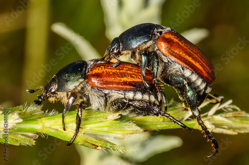 Cockchafer Mating (Maybug or doodlebug).