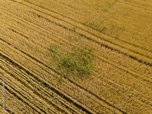 Aerial top view of the golden wheat field. Rural nature background