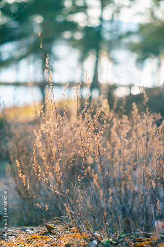 Wallpaper Mural Dry grass background. Dry herb stems and leaves. Autumn background. Sunny autumn landscape Torontodigital.ca