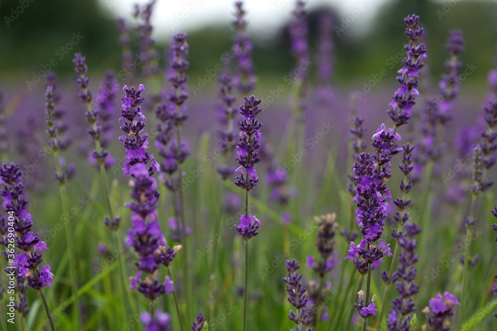Fototapeta premium Close up of lavender growing in a field