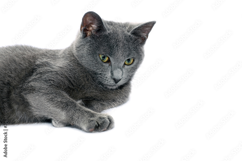 Small gray cat isolated on white.Studio shot