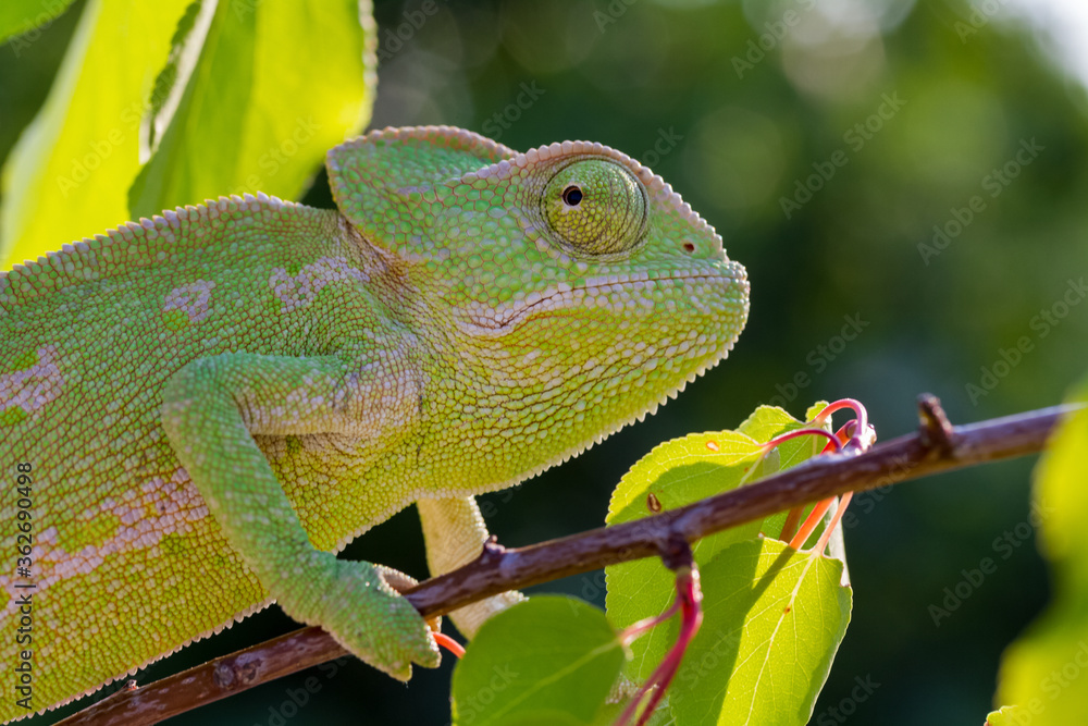 Obraz premium chameleon on a branch