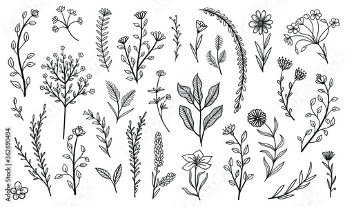 set collection plants leaves hand draw vector  © Sugey Ilustra