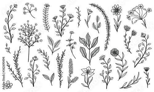 set collection plants leaves hand draw vector	