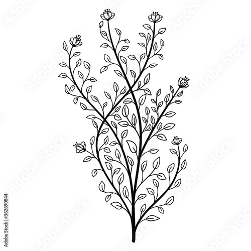 Plant leaves flowers hand drawn vector illustration © Sugey Ilustra