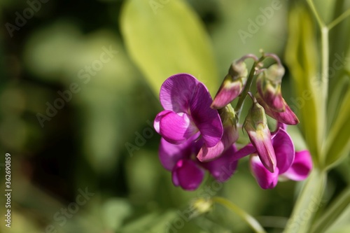 Flower of a bitter vetch, Lathyrus linifolius photo