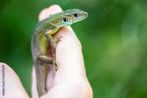 Green lizard on hand close-up, summer and green tall grass, wild nature