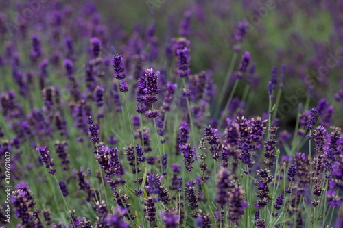 Close up of lavender growing in a field
