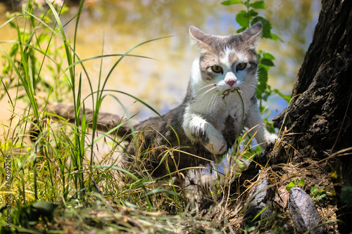 Foto Grey cat caught a mouse or a lizard in the summer outdoors, predator instinct
