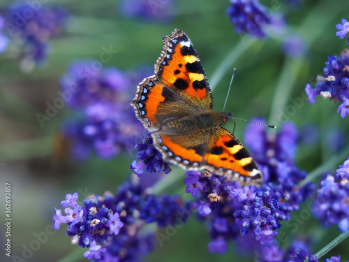 Small tortoiseshell butterfly, Aglais urticae, on a lavender flower in a garden © AngieC