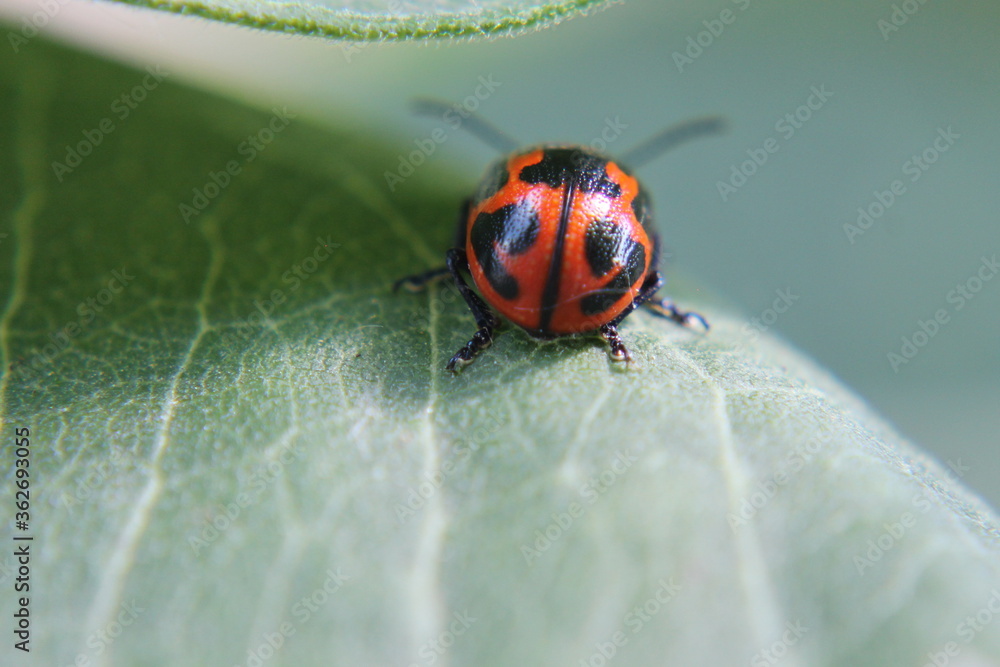 The shell of a red and black beetle. The shell of a red and black beetle.