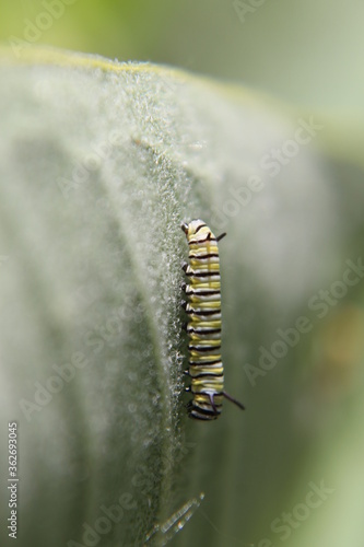 Newborn monarch caterpillar rests in the shade of a milkweed plant.