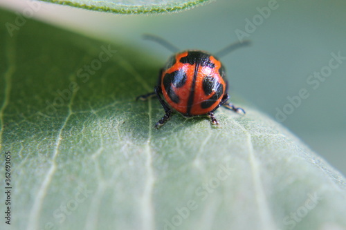 The shell of a red and black beetle.