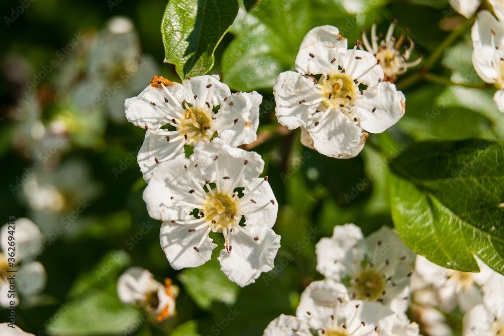 Crataegus monogyna oneseed hawthorn flowers Crataegus monogyna oneseed hawthorn flowers