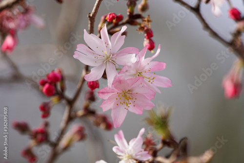 十月桜の花