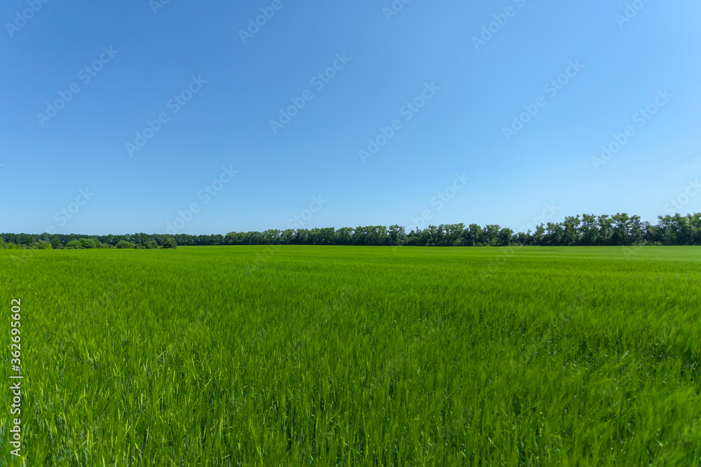 Fototapeta premium young green wheat ears against the background of trees and blue sky with blurry background, used as a background or texture, soft focus