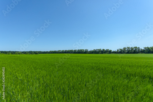 young green wheat ears against the background of trees and blue sky with blurry background, used as a background or texture, soft focus © glavbooh