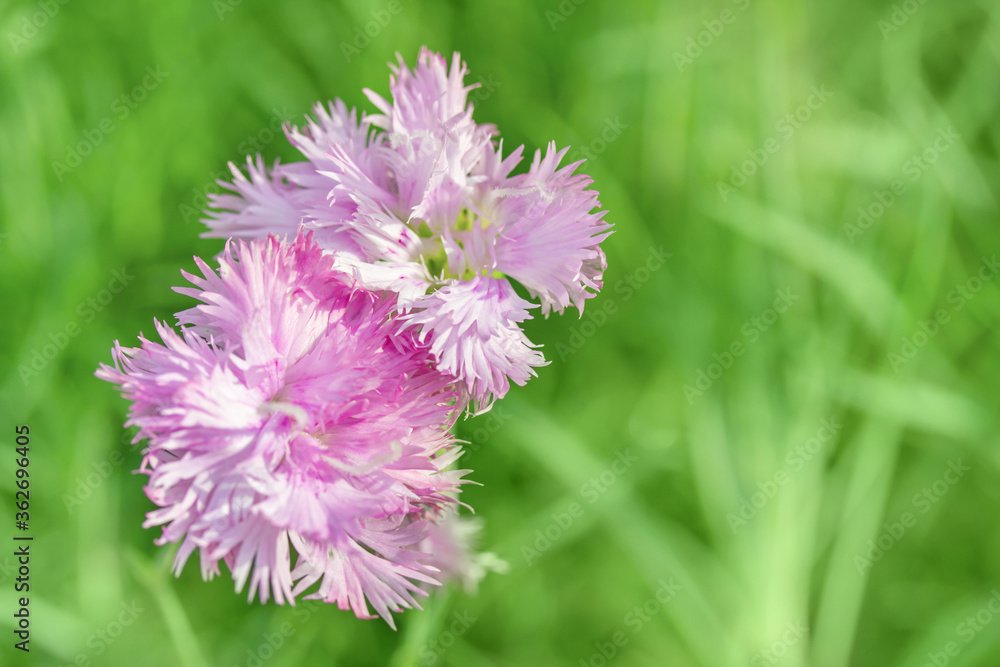 Obraz premium Two pink flowers with blured fresh green grass. natural background with selective focus. Sunny day light