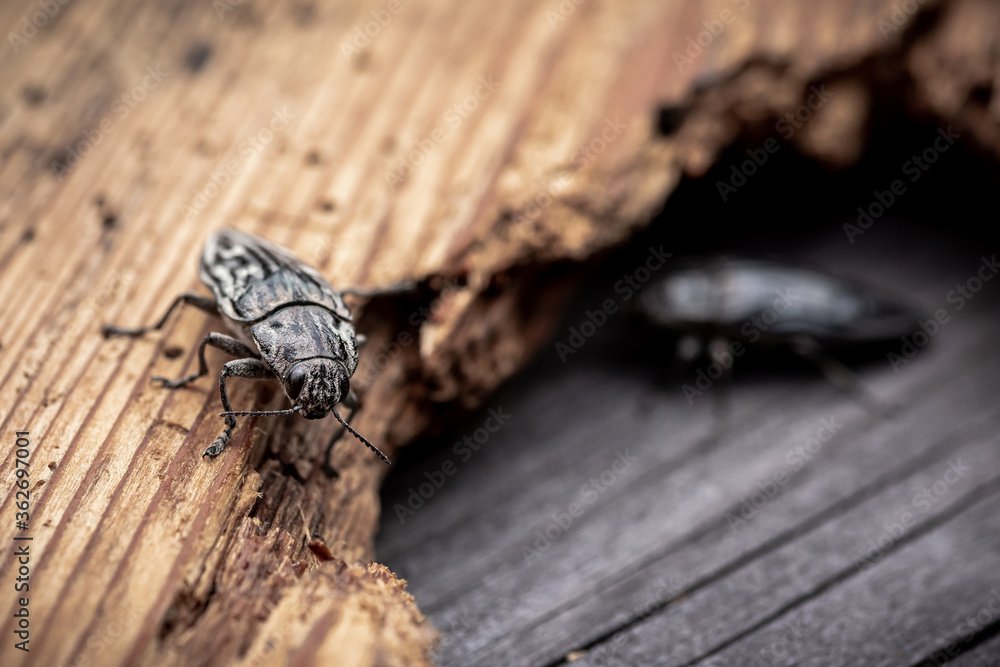 Macro. Beetle - Flatheaded pine borer - Chalcophora Mariana on the pine wood plank. Ready to eat Macro. Beetle - Flatheaded pine borer - Chalcophora Mariana on the pine wood plank. Ready to eat
